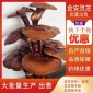 灵芝盆景农户灵芝盆景全国销售活体灵芝盆优质灵芝盆景批发商