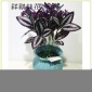 仿真5头眼眉叶 手感胶叶仿真花婚庆用品仿真植物墙绿植装饰假花