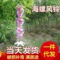 2016贝壳工艺品风铃 家居创意贝壳风铃挂饰 贝壳风铃海螺地摊热卖